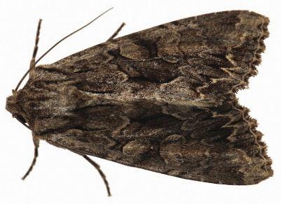 miller moth