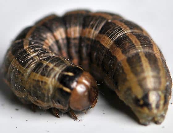 CWG-blog-MillerMoth-cutworm-moth-larvae